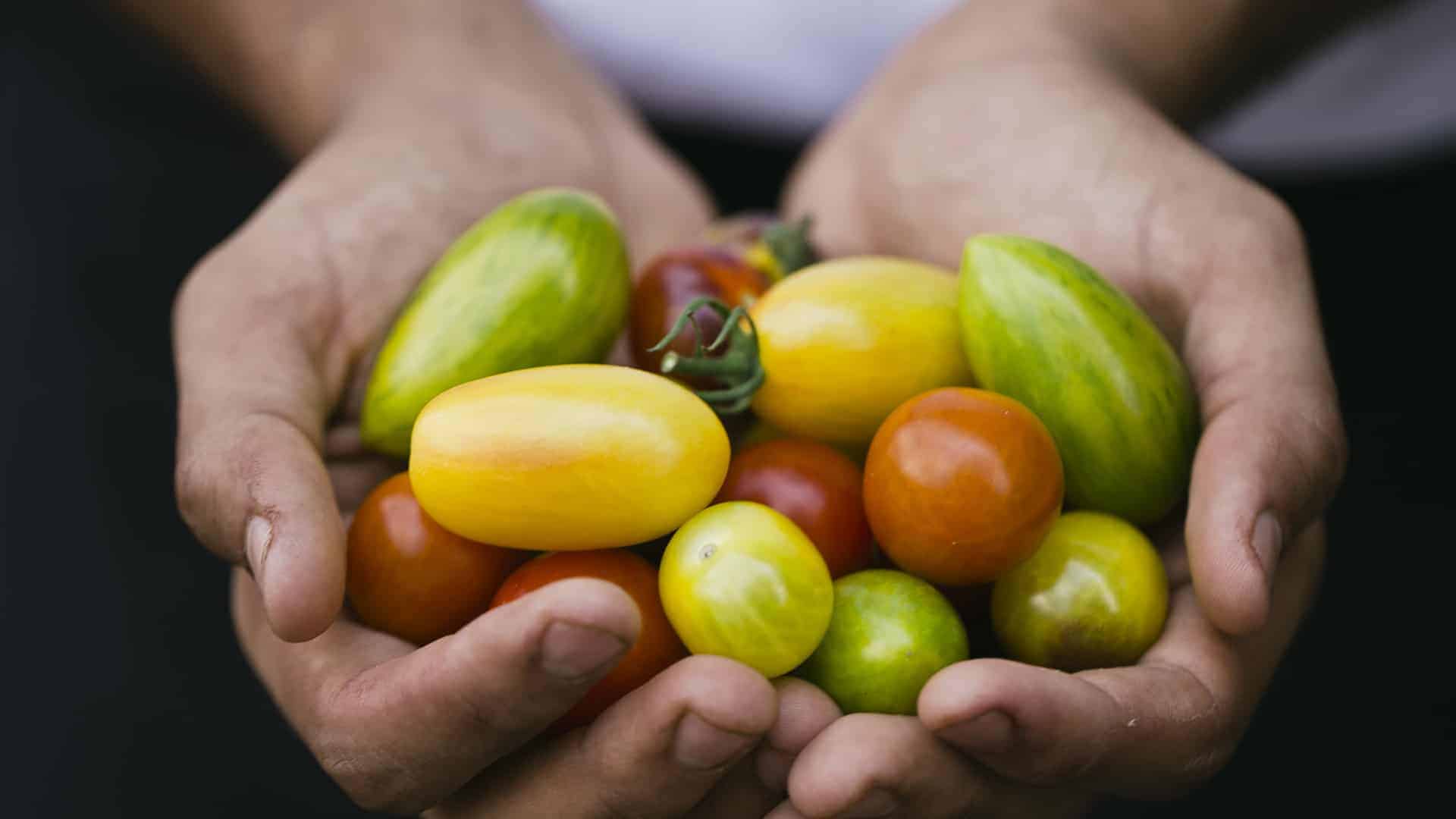 Tomatoes in Hand